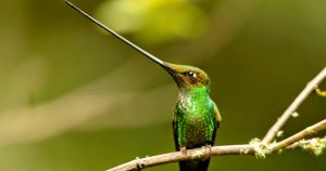 Colibrí pico espada