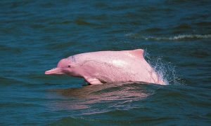 Delfín rosado