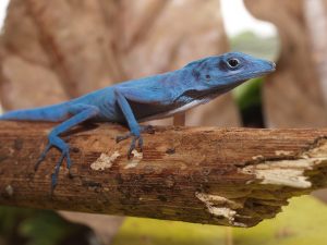 Lagarto azul de Gorgona