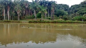Parque de la Babilla, Cali
