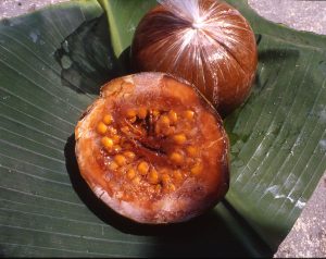 Fruta Borojó, frutas colombianas