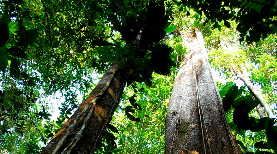 Parque Nacional Natural Amacayacu
