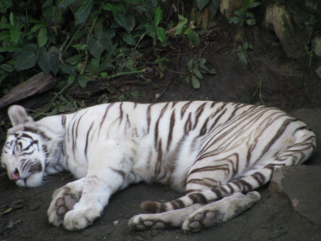 Zoológico de Cali