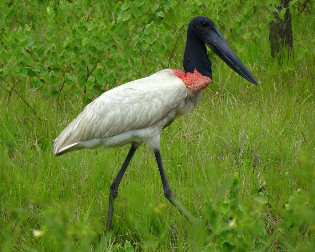 Laguna Rosa