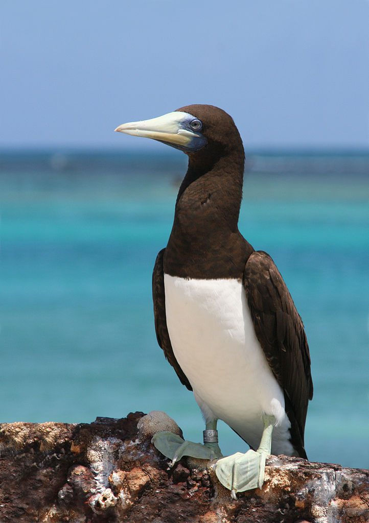 Isla Gorgona