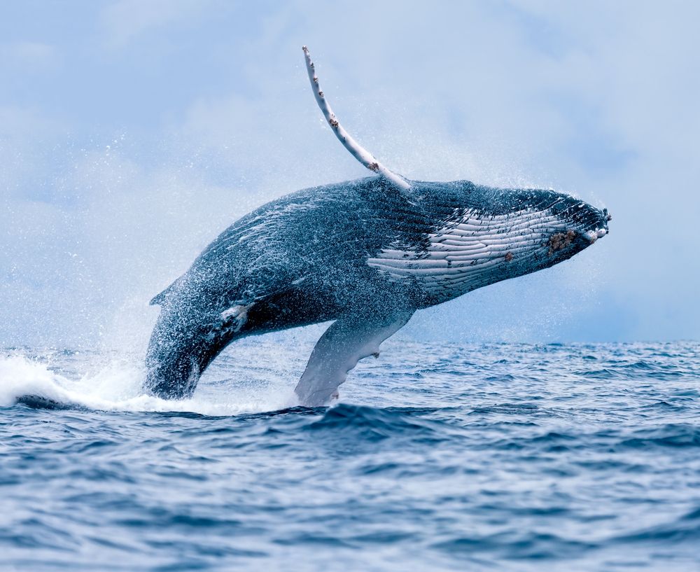 Avistamientode ballenas en las playas de Juanchaco y Ladrilleros. Foto: matadornetwork.com