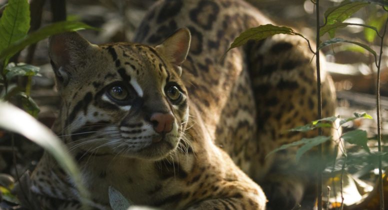 Selva colombiana descubre sus principales atractivos turísticos