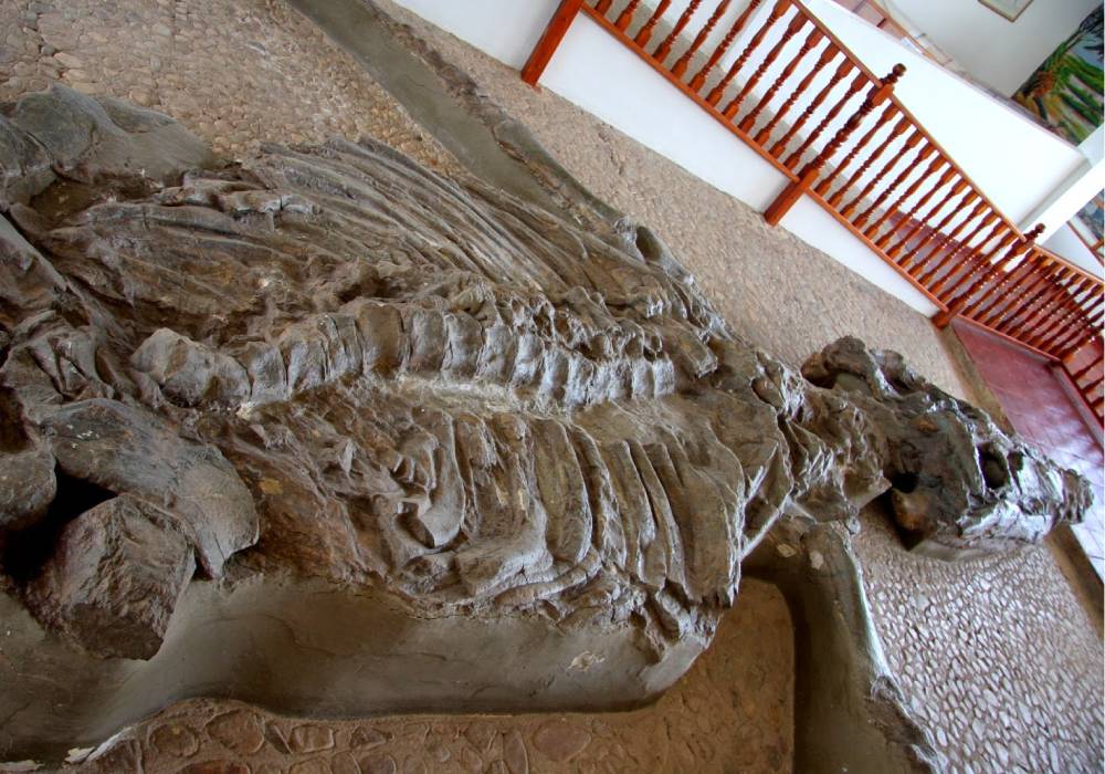 Museo Paleontológico de Villa de Leyva - Consigue tiquetes de bus baratos