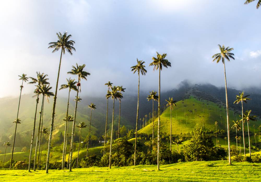 Bosque de palmas, Valle del Cocora, Salento