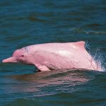 delfin rosado