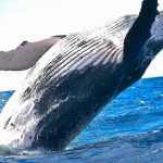 whale-g73b58d38b_1920