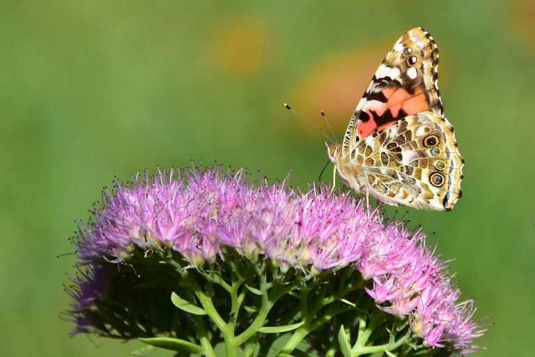 4 cosas que puedes encontrar en el Santuario de Flora y Fauna El Corchal