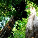 PNN_Amacayacu_-_Selva_húmeda_tropical_-_Angélica_Martínez_-_Archivo_Parques-_003