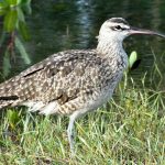 Zarapito_común_Fernando_Ortega-Calidris