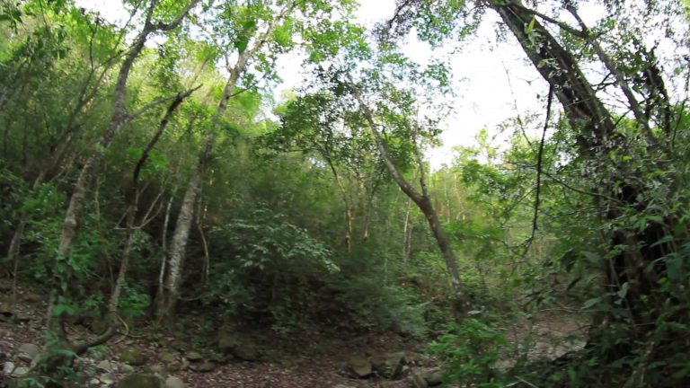 Santuario de Flora y Fauna Los Colorados