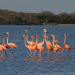 parque_de_los_flamingos