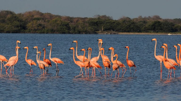 Santuario de Fauna y Flora Los Flamencos