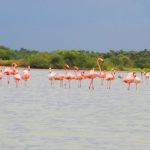 santuario-de-fauna-y-flora-los-flamencos-