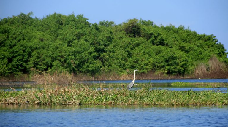 Santuario de Flora y Fauna Ciénaga Grande de Santa Marta