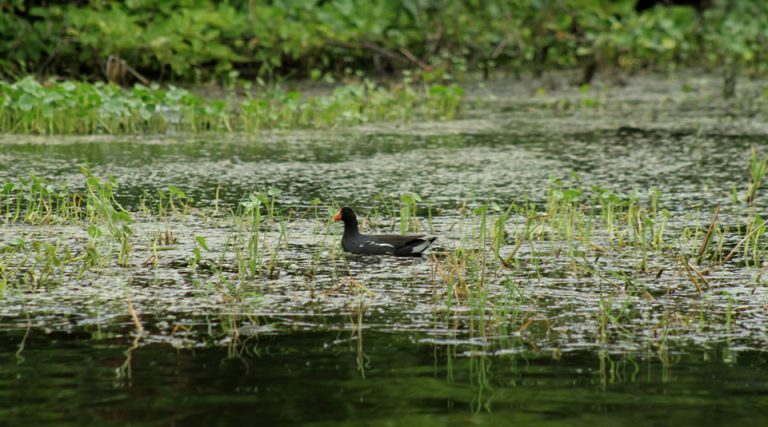 Por qué visitar el Santuario de Flora y Fauna Ciénaga Grande de Santa Marta Viajar por Colombia