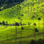 Lugares-Latinoamerica-Cocora