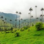 Valle-de-Cocora-colombia