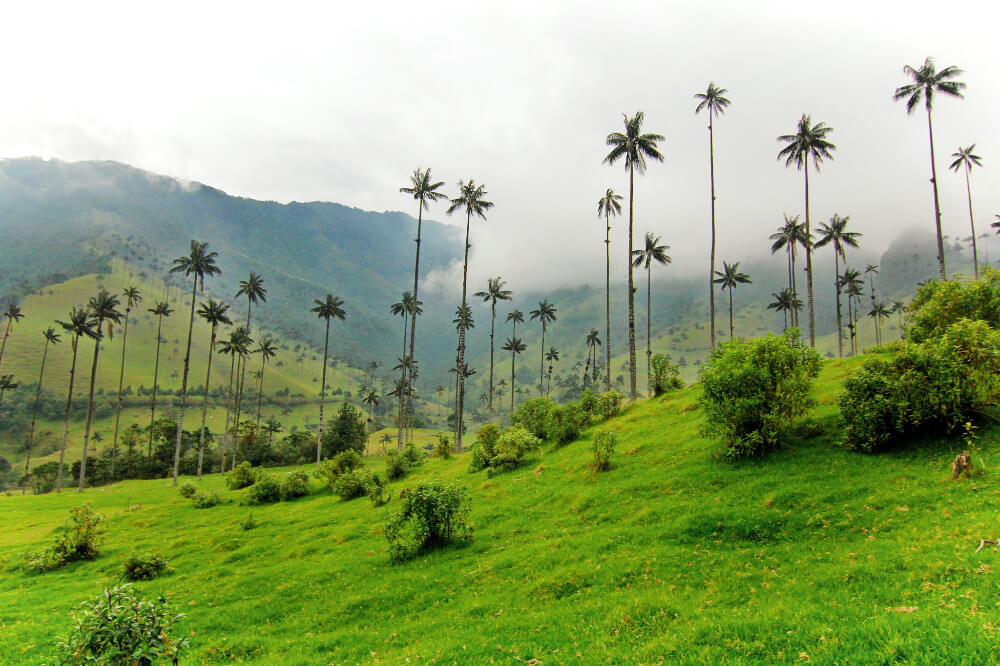 Valle de Cocora: todo lo que debes saber para tu visita - Viajar por  Colombia