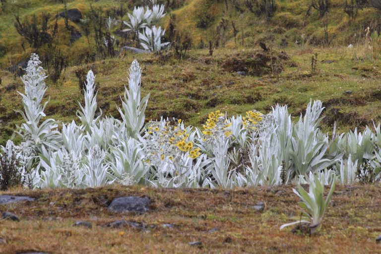 Lagunas de Siecha: siente la magia de la naturaleza en Cundinamarca