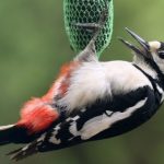 pajaros-calor-nido_10_670x355