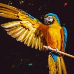 parrot-3601194_1280