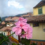 Petals Nature Antioquia Colombia Guatape