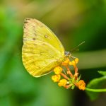 yellow-butterfly-2884025_960_720