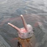 Amazon_river_dolphin,_brazil