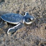 Baby_Sea_Turtle