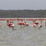 Flamencos_en_La_Guajira