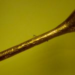 Golden_Trumpet_-_Museo_del_Oro_-_Bogotá