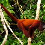 Purus_Red_Howler_Monkey