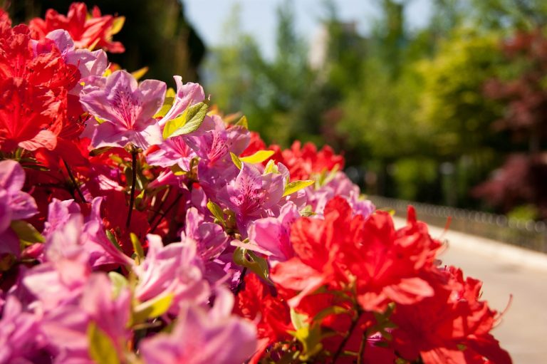 ¿Te vas a perder la Feria de las Flores? Mira lo que ofrece y ¡viaja!