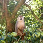 monkey-365795_960_720