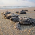 sea-turtles-1503461_960_720