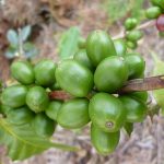 800px-Frutas_de_café_caturro-arabica_en_San_Roque_Colombia