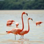 Flamingos americanos