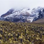 cdbba55d0fdd97f8274085ea54fea7ae-parque-nacional-natural-los-nevados