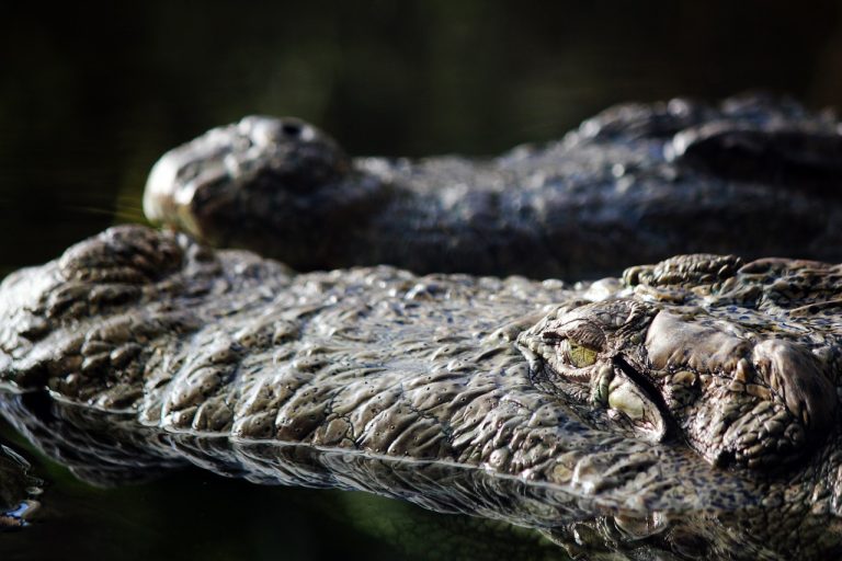 ¡Conoce la belleza natural de la Ciénaga de la Caimanera!