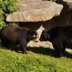 spectacled-bear-77041_960_720