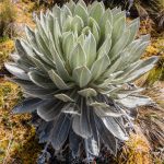 79375285-espeletia-frailejones-del-páramo-de-oceta-mongui-boyaca-en-colombia-américa-del-sur