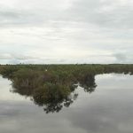 Laguna_de_Cinaruco_en_el_edo_apure_via_amazonas