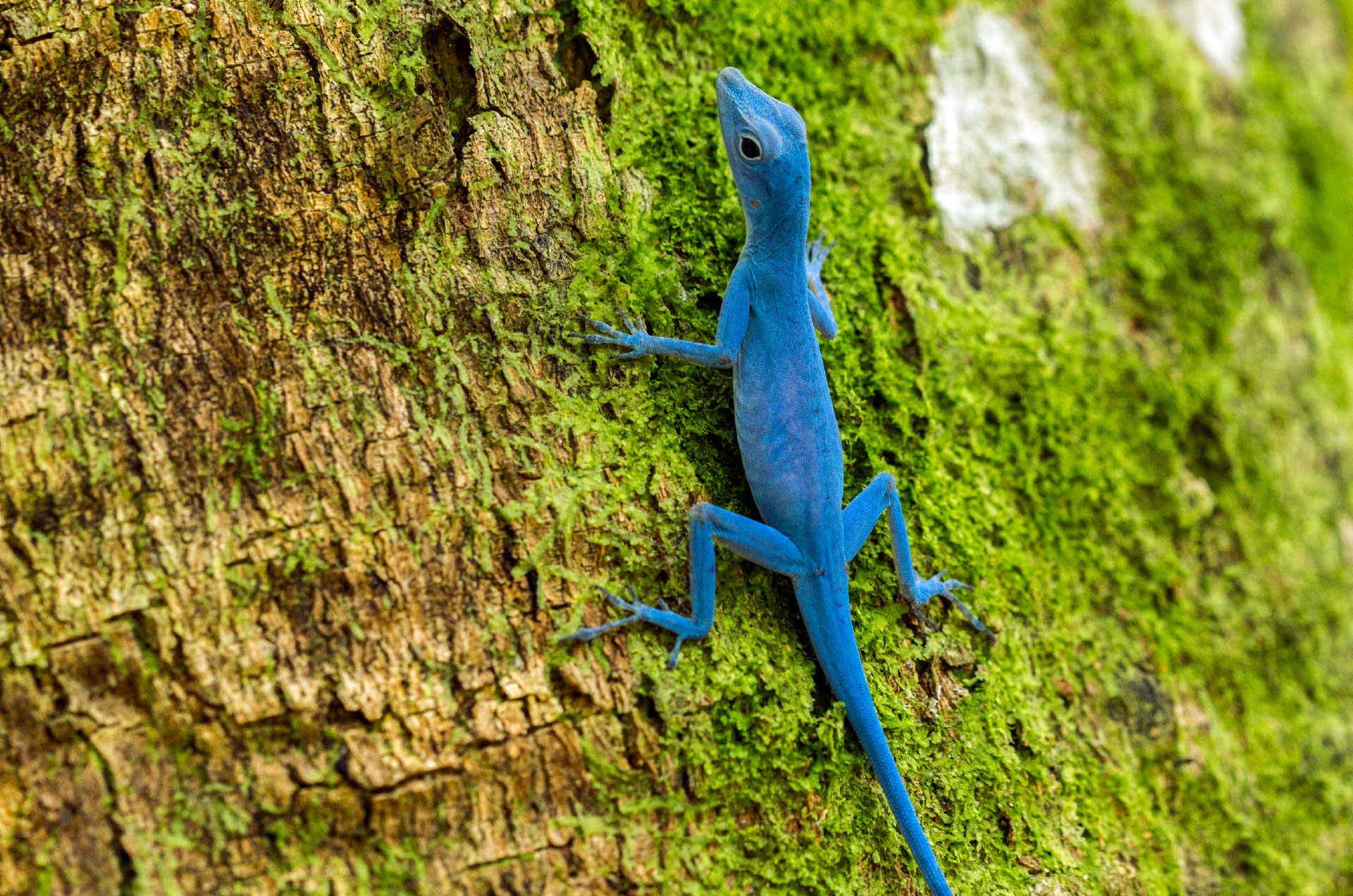 Animales De Colombia Descubre 5 Especies Exoticas Viajar Por