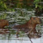 capybara-203337_960_720