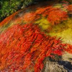 800px-PLANTA_ACUÁTICA_ROJA_MACARENIA_CLAVIGERA